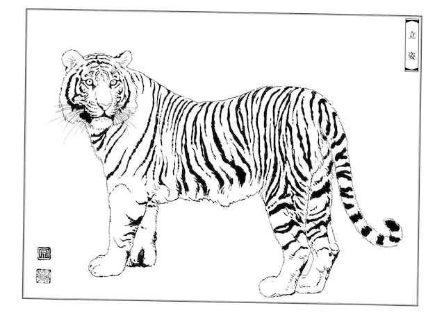 Hand drawn tigers