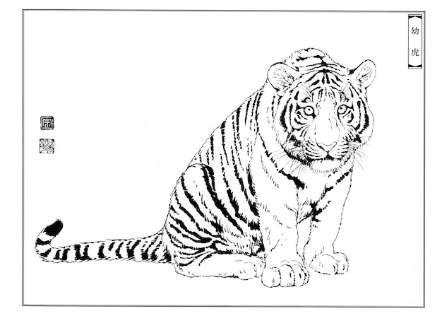 Hand drawn tigers