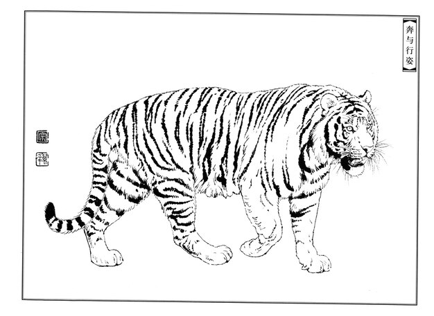 Photo hand drawn tigers