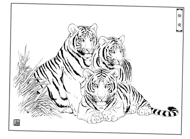 Photo hand drawn tigers