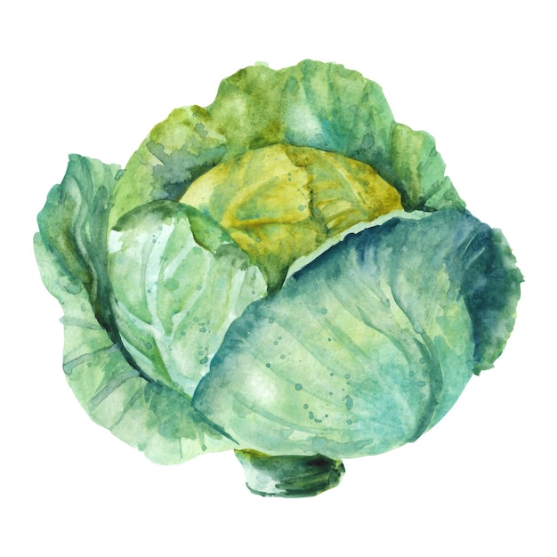 Hand drawn watercolor cabbage Illustration isolated on white background