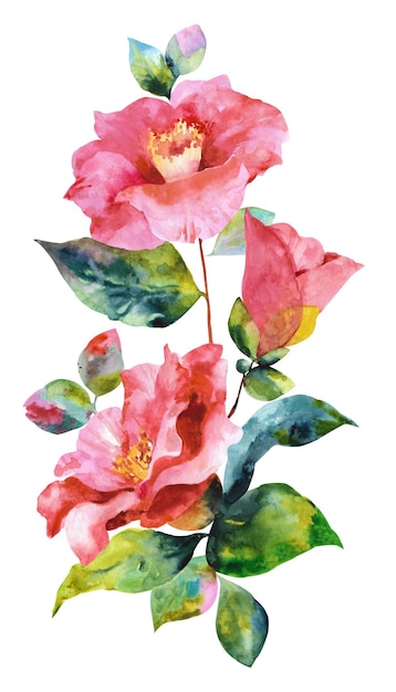 Hand drawn watercolor camellia Collection of camellias buds and leaves on a white background