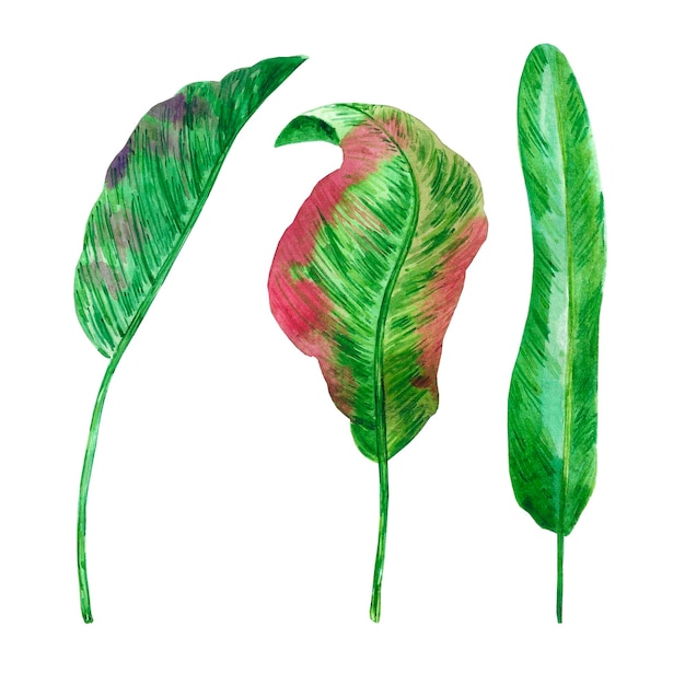 Hand drawn watercolor green tropical leaves isolated on white background Scrapbook post card label banner