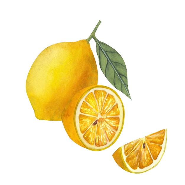 Hand drawn watercolor half whole and slice of lemon