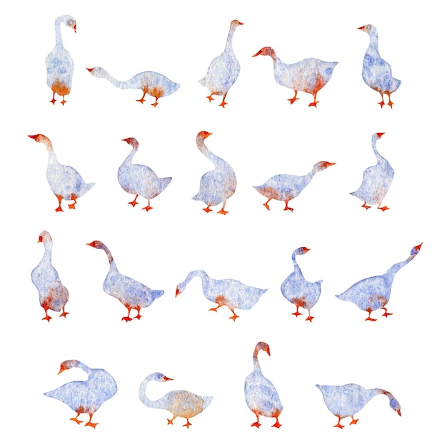 Ручной обращается акварель иллюстрация голубых гусей лебедя, изолированные на белом фоне Красочный набор
