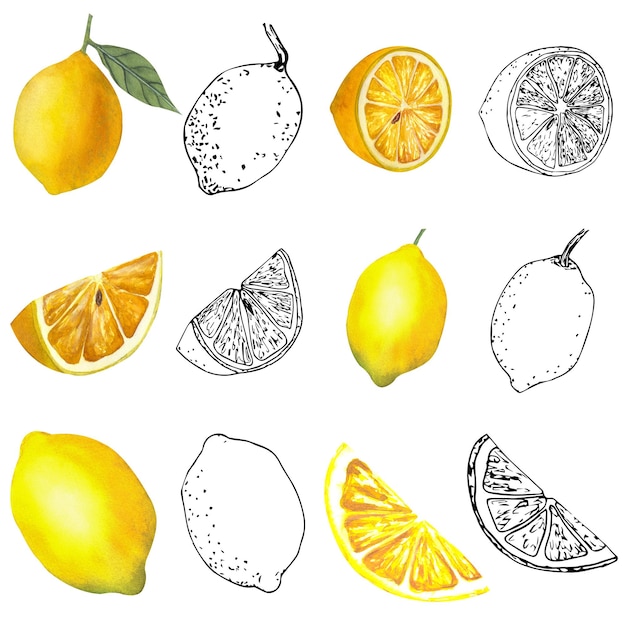 Foto illustrazione disegnata a mano dell'acquerello del ramo con succosi fiori di limoni e foglie in stile schizzo