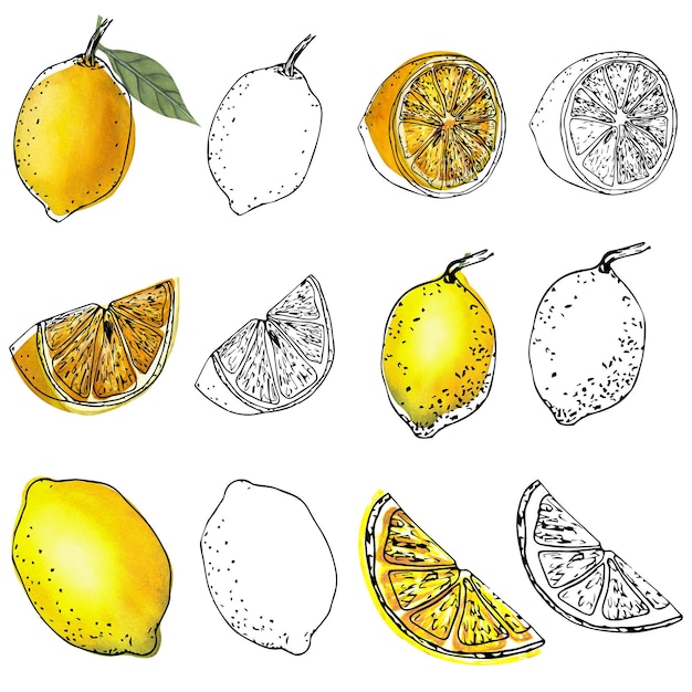 スケッチ スタイルでジューシーなレモンの花と葉を持つ枝の手描き水彩イラスト