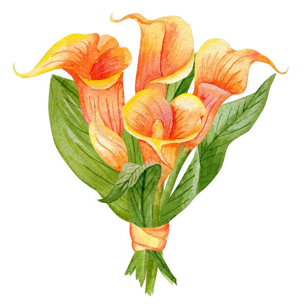 Hand drawn watercolor illustration of callas isolated . Design element for invitations and fabrics