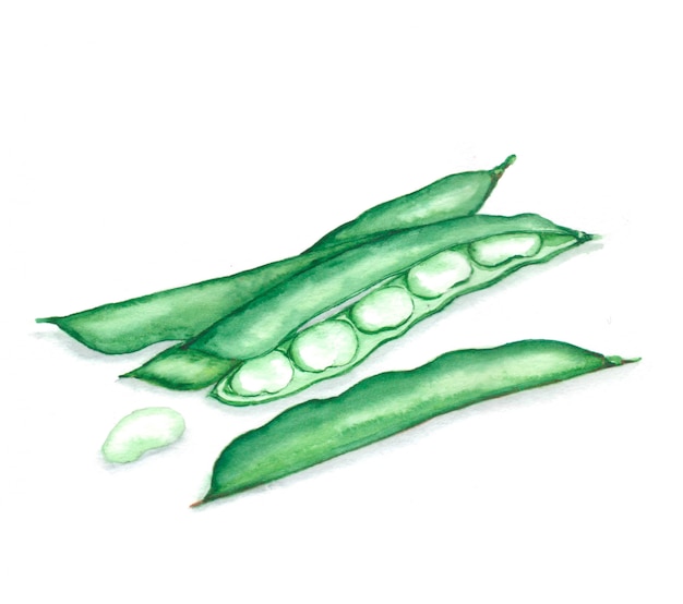 Hand drawn watercolor illustration of fresh green beans in the husk. Vegetarian food product