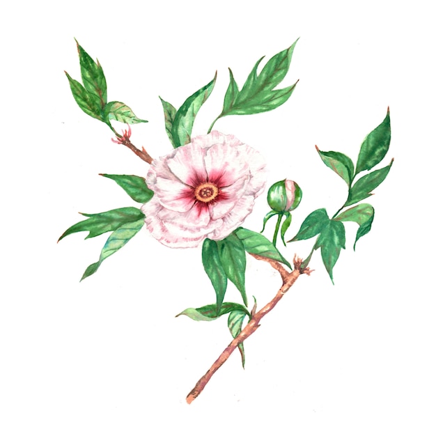 Photo hand drawn watercolor illustration of isolated white peony tree branch with flower and leaves