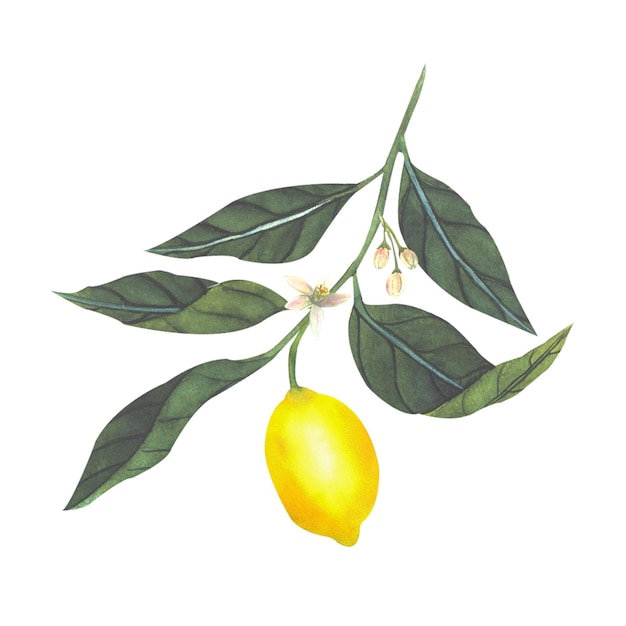 Фото Ручная акварельная иллюстрация ветки с сочными лимонными цветами и листьями
