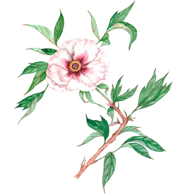 사진 꽃과 잎 격리 된 흰 모란 나무 가지의 손으로 그린 수채화 그림
