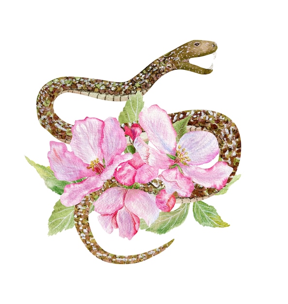 Photo hand drawn watercolor illustration of pink apple flowers and snake isolated on white.