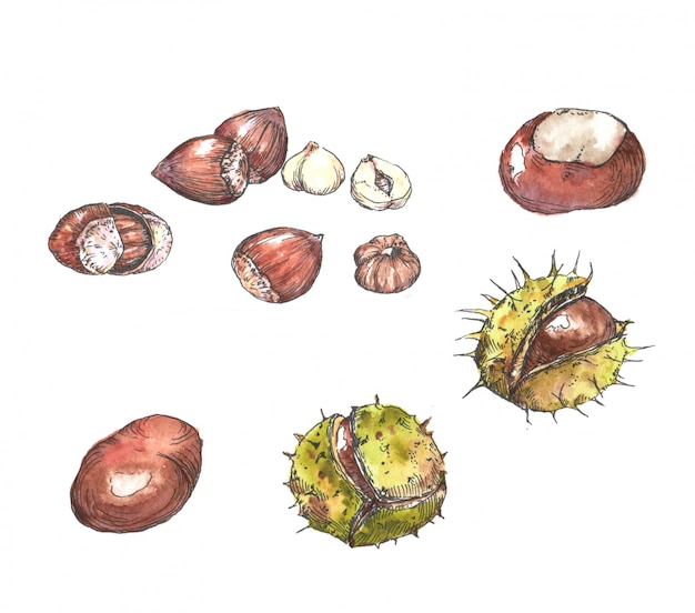 Hand-drawn watercolor and ink autumn illustration. Drawing of isolated chestnuts and hazelnuts