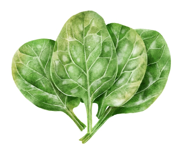 Hand drawn watercolor leaves of fresh green spinach