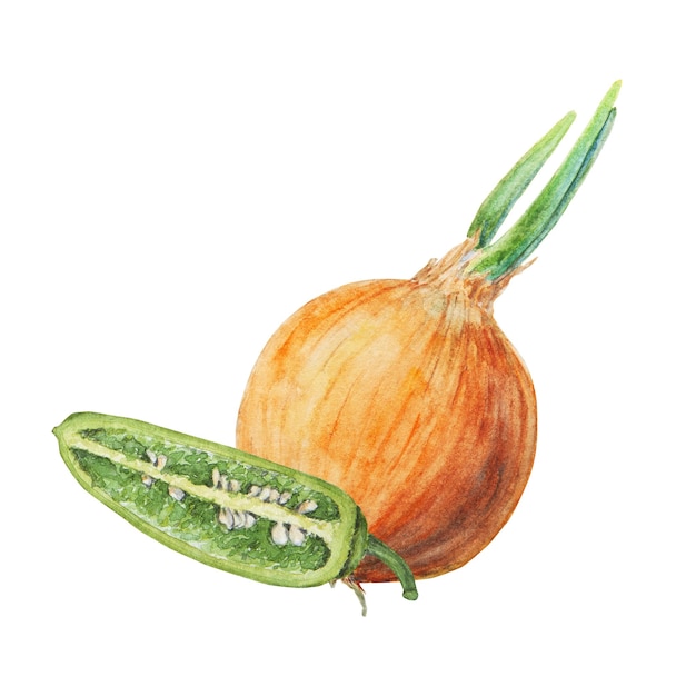 Hand drawn watercolor onion and pepper isolated on white background
