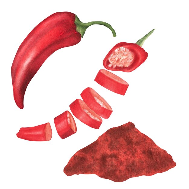 Hand-drawn watercolor paprika Pepper pod slices and dried powder