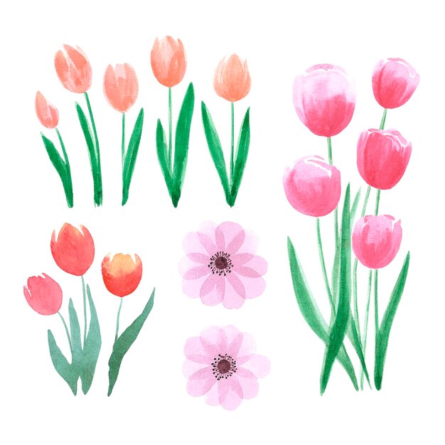 Photo hand drawn watercolor pink and orange tulips and anemone on white background can be used for scrapbook post card textile invitation album