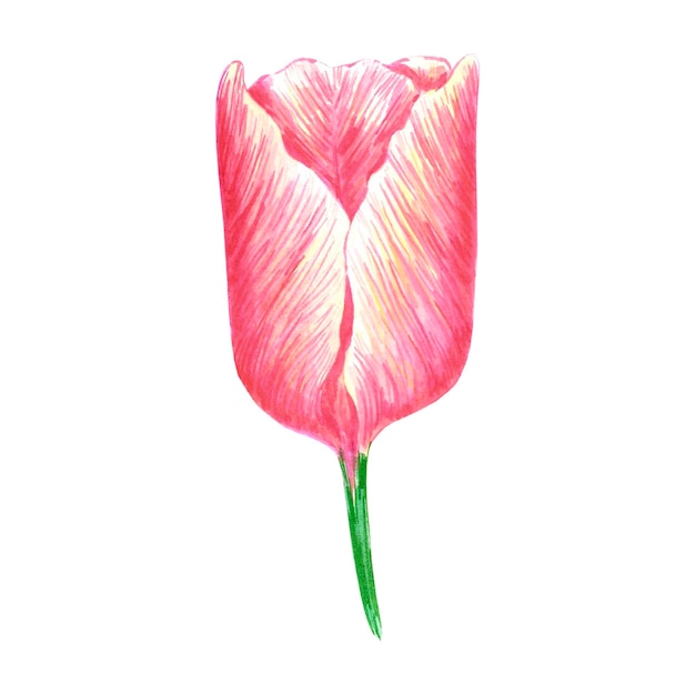 Hand drawn watercolor pink tulips on white background Can be used for Scrapbook post card textile invitation album