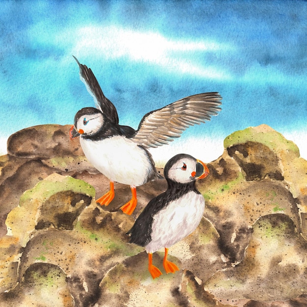 Hand drawn watercolor puffins on the rock