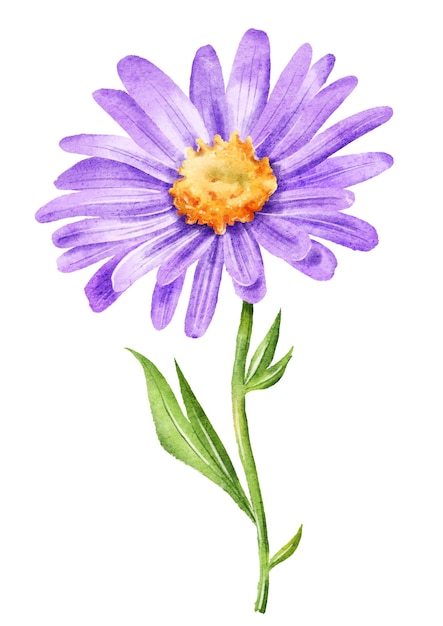 Photo hand drawn watercolor purple aster flower