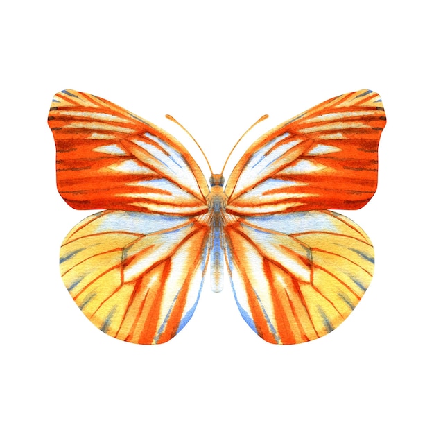 Hand drawn watercolor of realistic butterfly