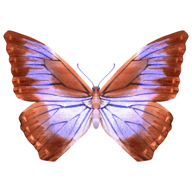 リアルな蝶の手描き水彩画