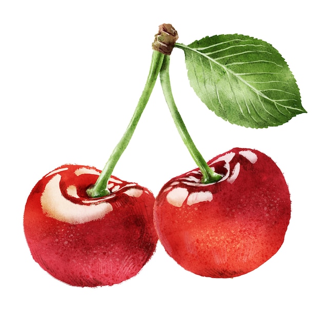 hand drawn watercolor ripe juicy cherries