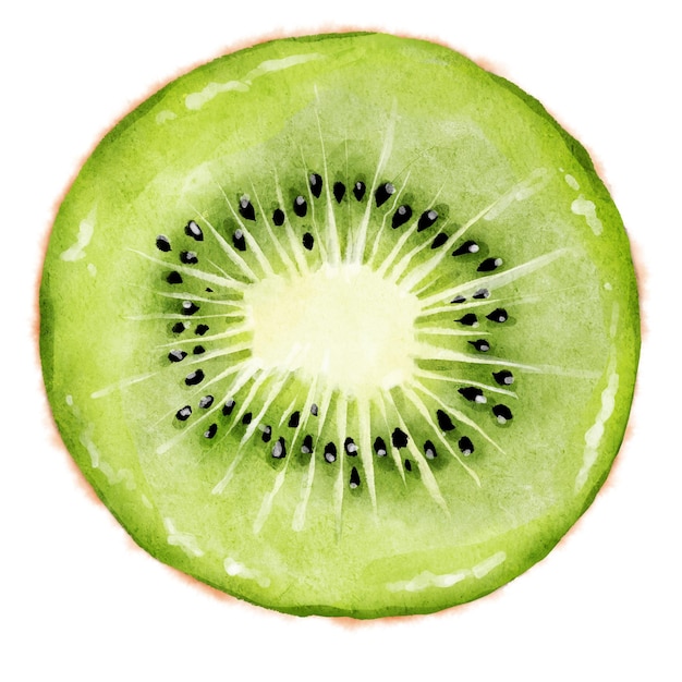 Photo hand drawn watercolor ripe juicy kiwi