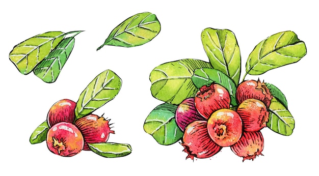 Hand drawn watercolor ripe red cranberries Ideal for packaging design