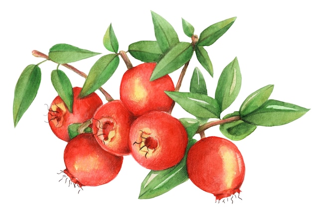 Hand drawn watercolor ripe red cranberry Ideal for packaging design