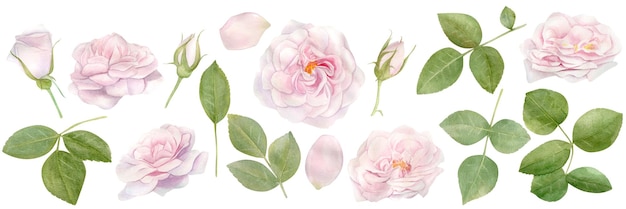 Hand drawn watercolor set clipart with pink rose flowers bouquet