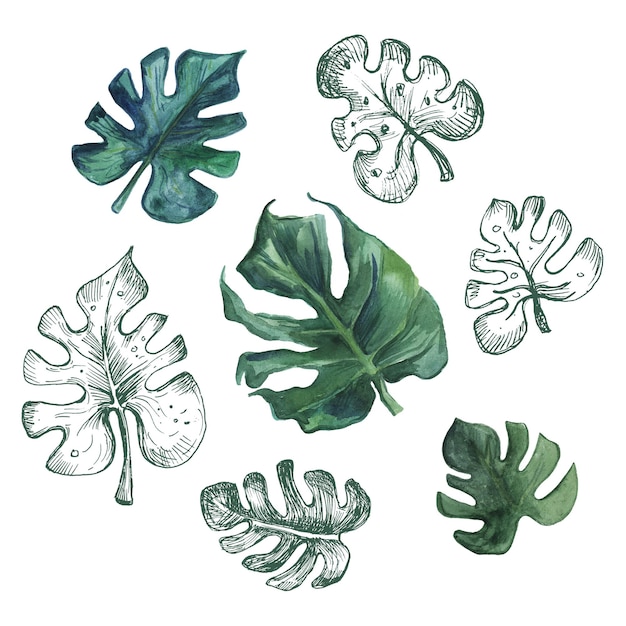 Photo hand drawn watercolor set of monstera leaves