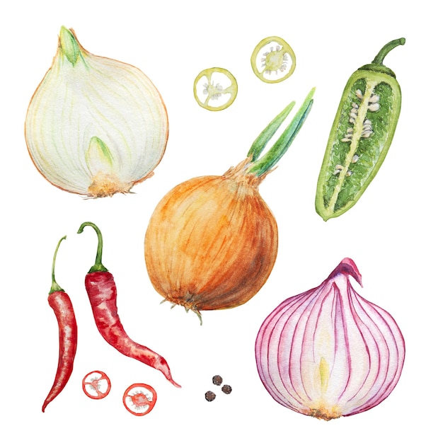 Hand drawn watercolor set of onion and pepper isolated on white background