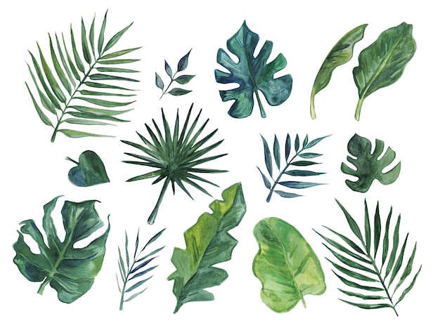 Photo hand drawn watercolor set of tropical leaves