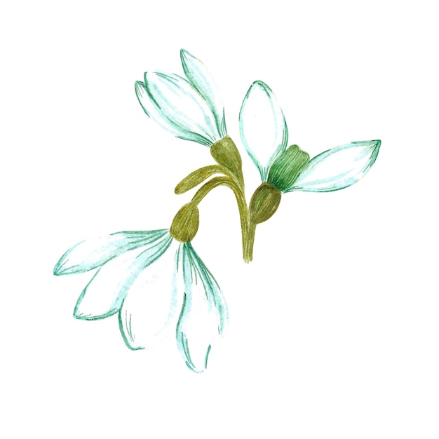 Hand drawn watercolor snowdrop flowers and leaves composition on white background Can be used for textile Scrapbook design banner greeting card invitation