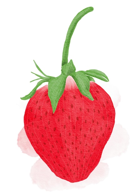 Hand drawn watercolor strawberry on white