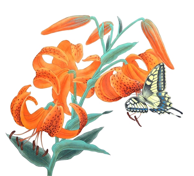 Hand drawn watercolor of tiger lily flower with butterfly