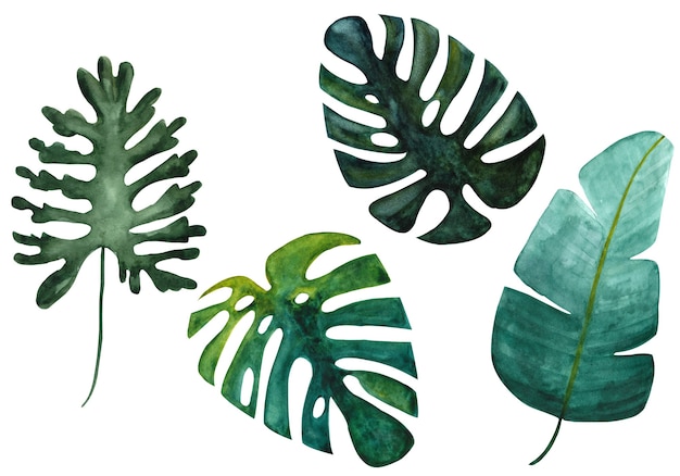 Hand drawn watercolor tropical green monstera banana and split leaves on isolated white background