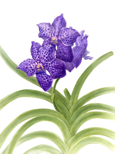 Hand drawn watercolor vector of orchid vanda flower