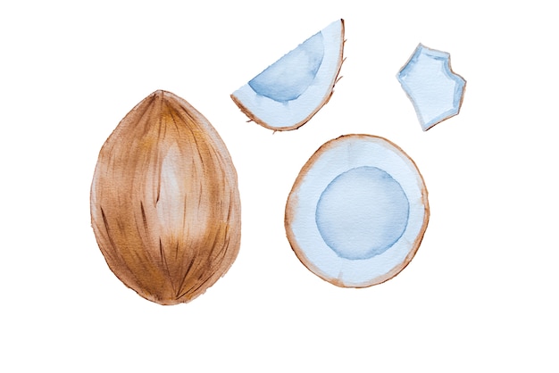 hand drawn watercolor whole and sliced coconut