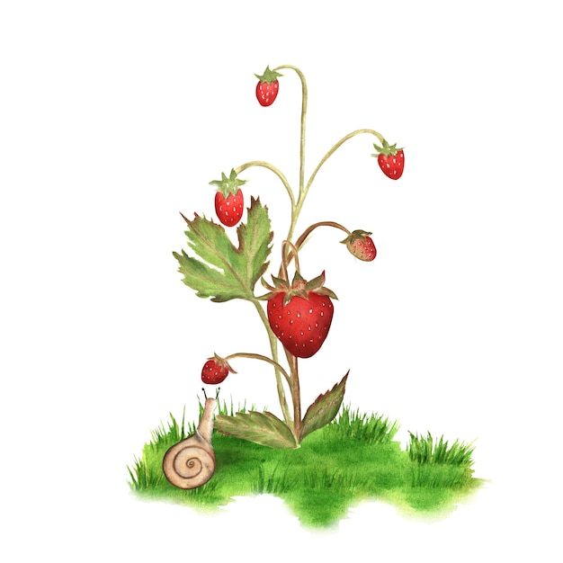 Hand-drawn watercolor wild strawberry bush with a snail nearby