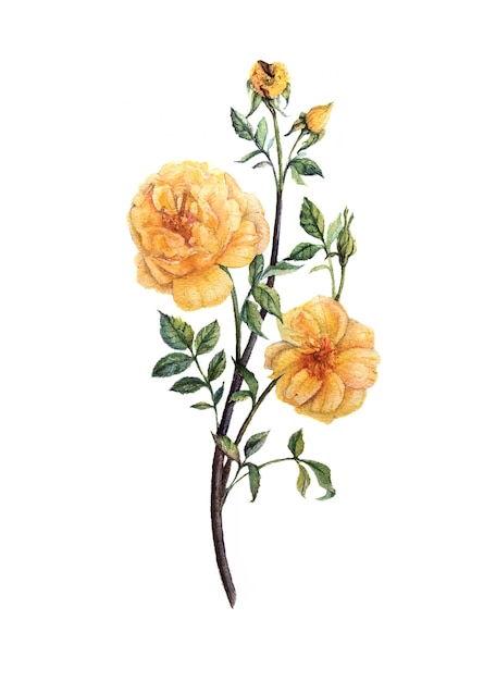 hand drawn Watercolor Yellow  Roses on white