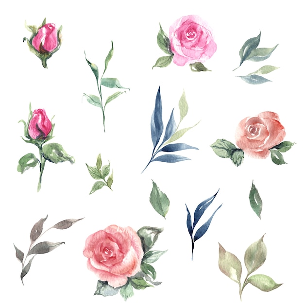 Hand drawn watercolour roses and leaves set illustration