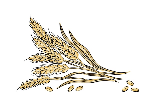 hand drawn wheat stalks with grains illustrated in a minimalist style on white background