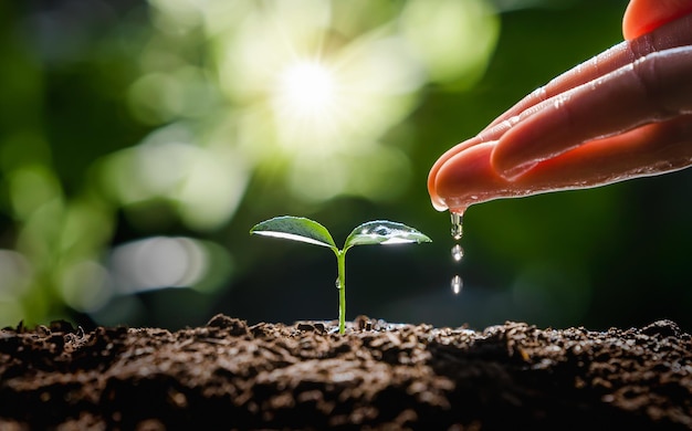 Hand drenken aan kleine boom met zonneschijn. eco-concept van de aardedag