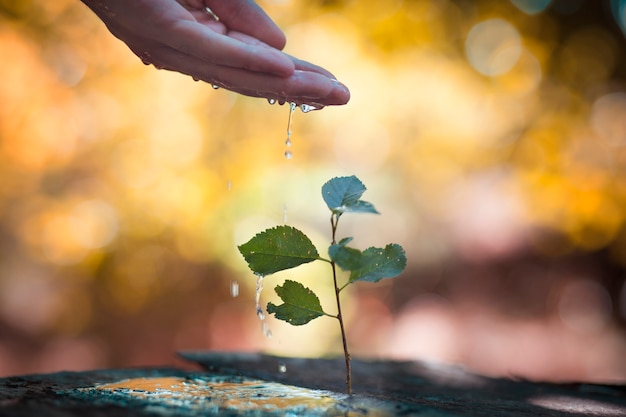 Hand drenken plant