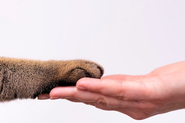 Hand en poot van een kat op een witte achtergrond vriendschapsconcept