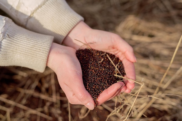 Photo hand of expert farmer sowing seeds of vegetables on healthy soil at organic farm