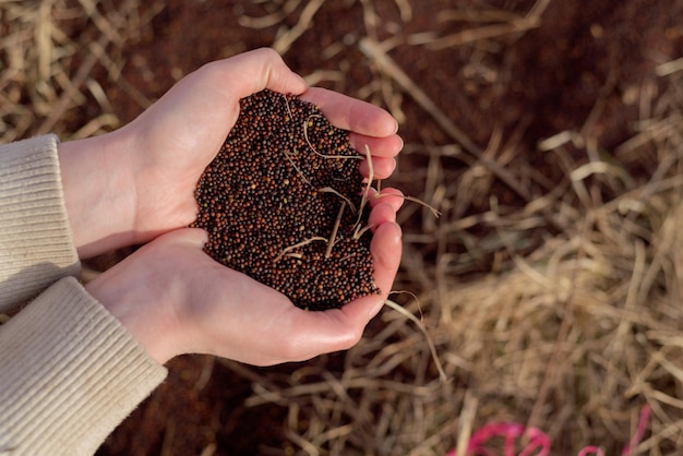 Photo hand of expert farmer sowing seeds of vegetables on healthy soil at organic farm